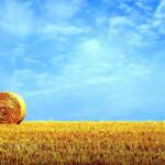 7819_golden-wheat-field-summer-hd-wallpaper
